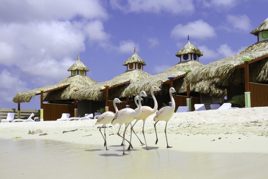 Aruba De Palm Island Aruba Land Activities Aruba Hostess