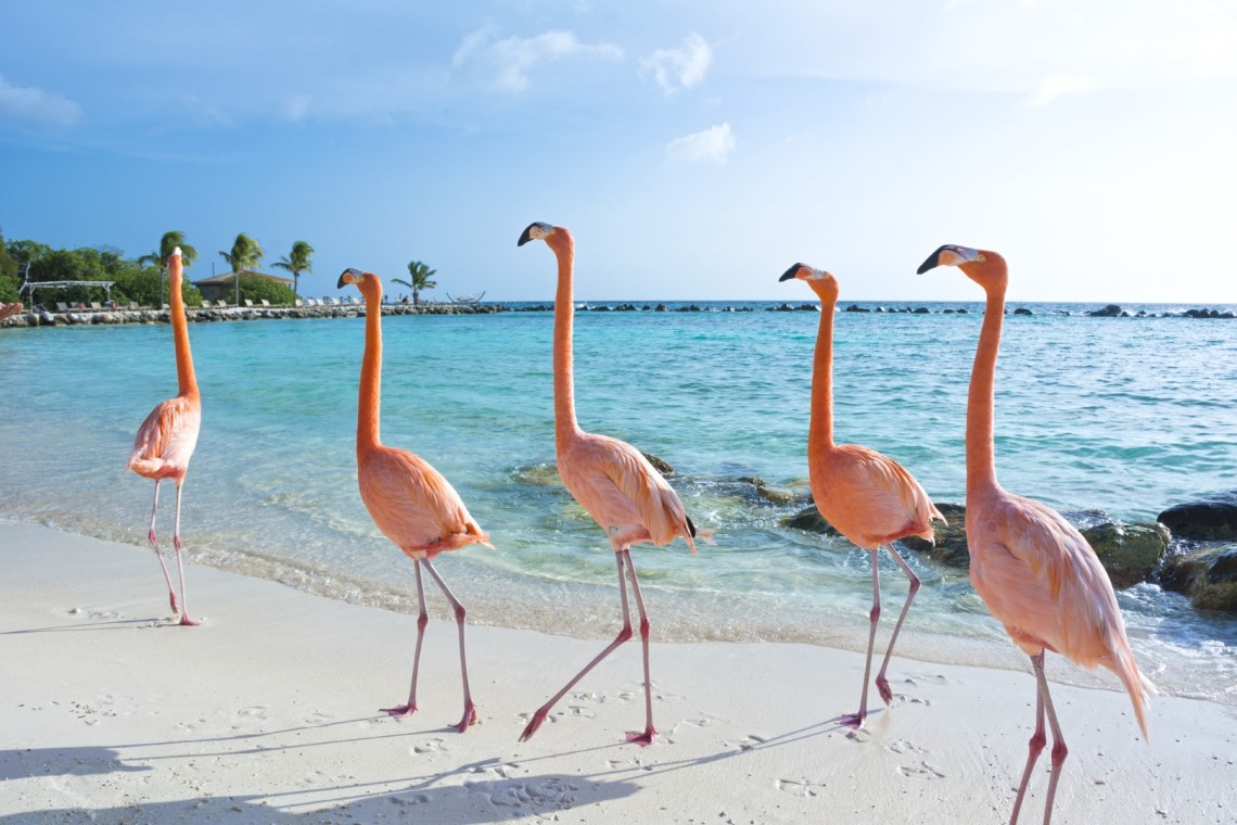 Best Things To Do in Aruba - Flamingo Island