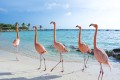 Best Things To Do in Aruba - Flamingo Island