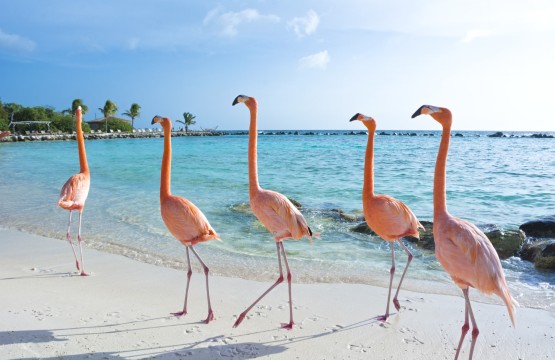 Best Things To Do in Aruba - Flamingo Island